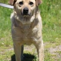 Pablo - verschmust u. zutraulich, Hund zur Adoption