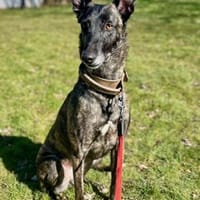 Nata, Hündin zur Adoption