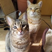 Foxy und Monty suchen zusammen, Kater zur Adoption