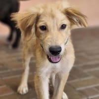 Lennard, Hund zur Adoption