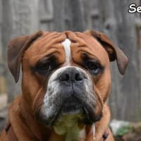 SEMMEL, Hund zur Adoption