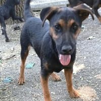 Szeki sucht Familie, Hund zur Adoption