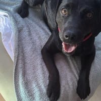 Labrador Mix Arno sucht seine Menschen, Hund zur Adoption