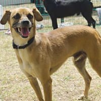 Curry, aufgeweckt, verspielt,  liebevoll, Hund zur Adoption