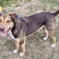 Balto, sanft, verschmust, freundlich, Hund zur Adoption