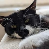 Lotti - lieber Haus - statt Hofkatze, Katze zur Adoption