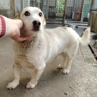 älterer Strolch sucht ein Zuhause, Hund zur Adoption