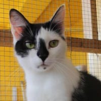 Lieber Tommy (Felv pos.), Kater zur Adoption