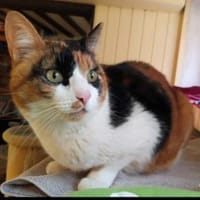 Lomi FIV+ sucht in Wohnungshaltung, Katze zur Adoption