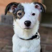Jolie, Hündin zur Adoption