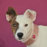 SANSA, Hündin zur Adoption
