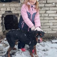 Tobi ein freundlicher Rüde, Hund zur Adoption