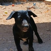 Nolis freut sich auf seine Familie, Hund zur Adoption