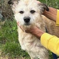 Jeky - verschmuster Wuschelrüde, Hund zur Adoption