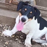 Lebensfroher Pepito sucht euch, Hund zur Adoption