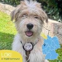 Freundlicher Loki sucht seine Familie, Hund zur Adoption