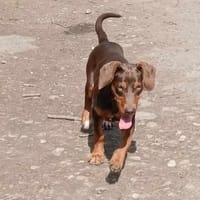 Nikol, möchte gerne reisen, Hund zur Adoption