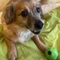 Rosa, suche meine Lieblingsmenschen, Hündin zur Adoption