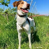 Eddy - muss wieder Vertrauen lernen, Hund zur Adoption