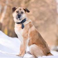 BAIKAL - sucht Blindenführer, Hund zur Adoption
