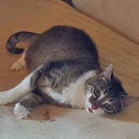 INKA- sucht Rentnerplatz, Katze zur Adoption