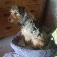 Luko sucht liebe Menschen, Hund zur Adoption