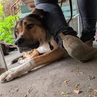 agile, freundl. Hündin, Nena sucht, Hündin zur Adoption