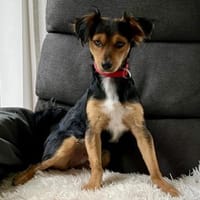 Figo, zutraulich, neugierig, offen, Hund zur Adoption