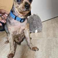 Yorkie Sunny, Hund zur Adoption