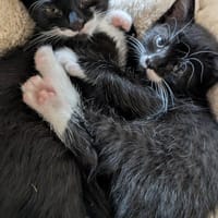 Pauli - Nesthäkchen auf der Suche, Katze zur Adoption