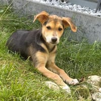 Tolles kleines Kerlchen sucht Körbchen, Hund zur Adoption