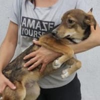 Liam 44 cm (Pflegestelle), Hund zur Adoption