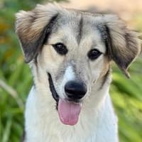 Pix - wartet in 75210 Keltern, Hund zur Adoption