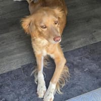 MADITA - Herz aus GOLD, lieb,verschmust, Hündin zur Adoption