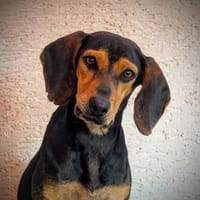 AGATA 💜💜💜 sucht aktive Menschen, Hündin zur Adoption