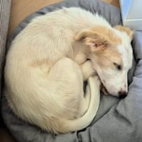 Welpe Kate - ein sanftes Engelchen, Hündin zur Adoption