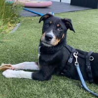 Kleiner, tapferer Filou sucht ..., Hund zur Adoption