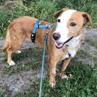 Herzensgute Hündin Mollen, Hündin zur Adoption