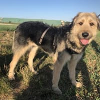 Sanfte Wuschelmaus Cleo, Hündin zur Adoption