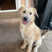 Nirveli wartet in 93086 Wörth, Hündin zur Adoption