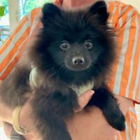 Cooper in Berlin (10407), Hund zur Adoption