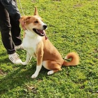 Lucas auf der Suche nach einer Familie, Hund zur Adoption