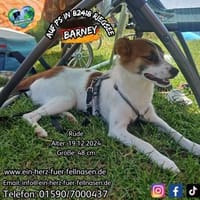 BARNEY - Kinder und Katzen sind toll!, Hund zur Adoption