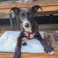 SAMI- KLEINER SONNENSCHEIN, Hund zur Adoption