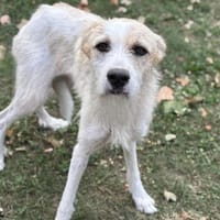 Joy CAA13938, chienne à adopter