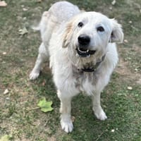 canelle CAA13949, chienne à adopter