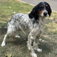 Margaux CAA13939, chienne à adopter