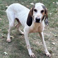 flavien CAA13946, chien à adopter