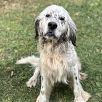 Berni CAA13936, chien à adopter