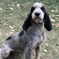 Madeleine CAA13932, chienne à adopter